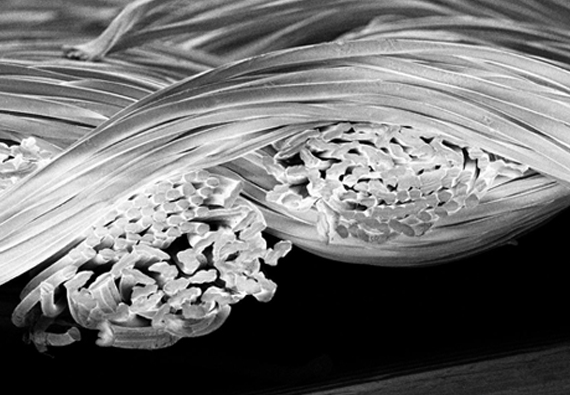 セオα 繊維拡大